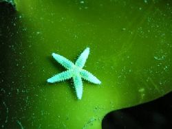 A baby sea star sitting on kelp, taken with my Olympus c5... by Christian Skauge 